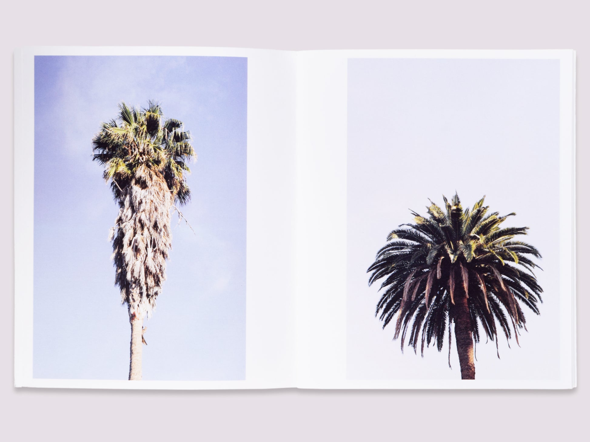 Plantlife LA/Amanda Marsalis/Denise Schatz published by Miniature Garden