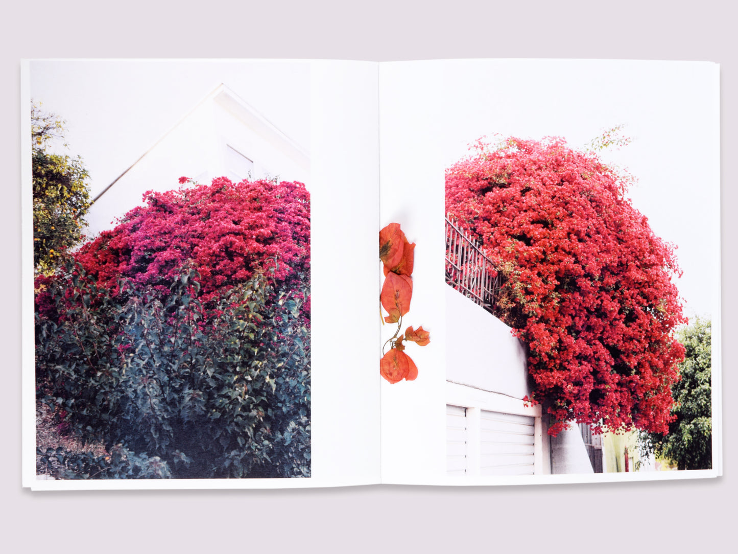 Plantlife LA/Amanda Marsalis/Denise Schatz published by Miniature Garden